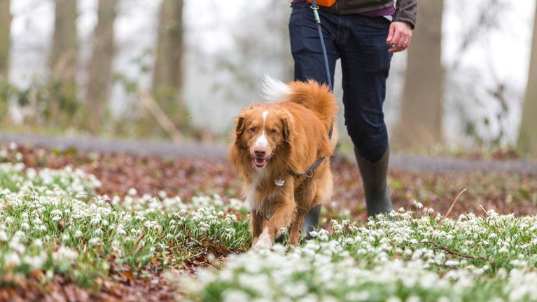 A person (out of shot) is walking with a brown/orange medium sized dog through a woodland path flanked by snowdrops